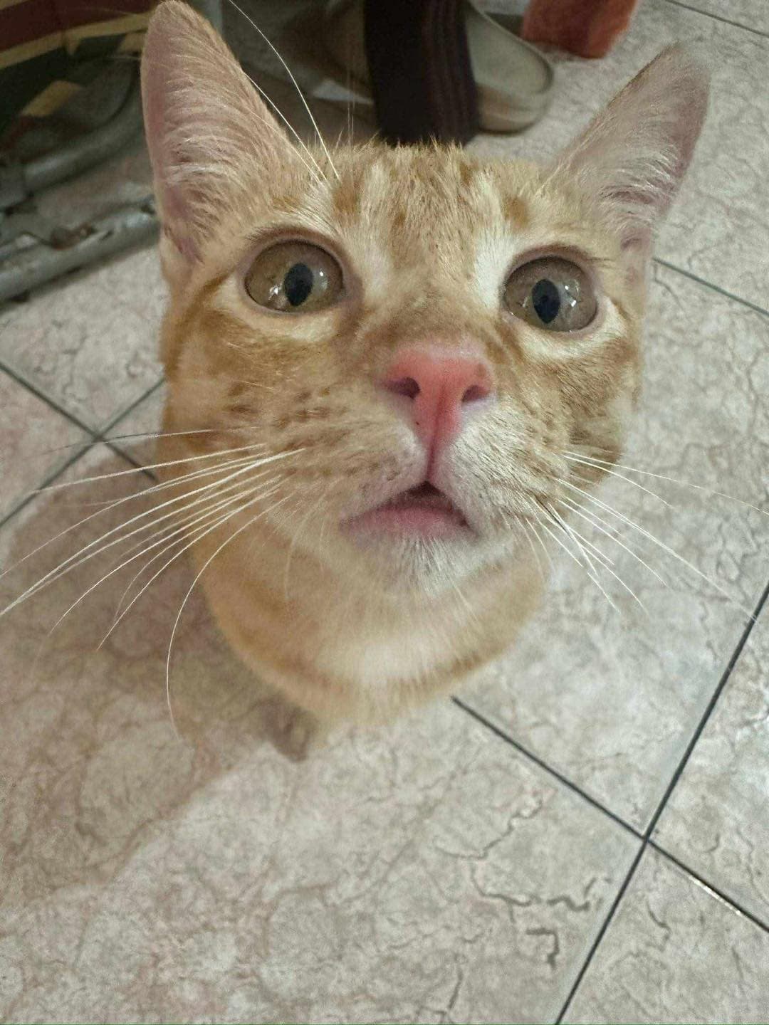 Beo