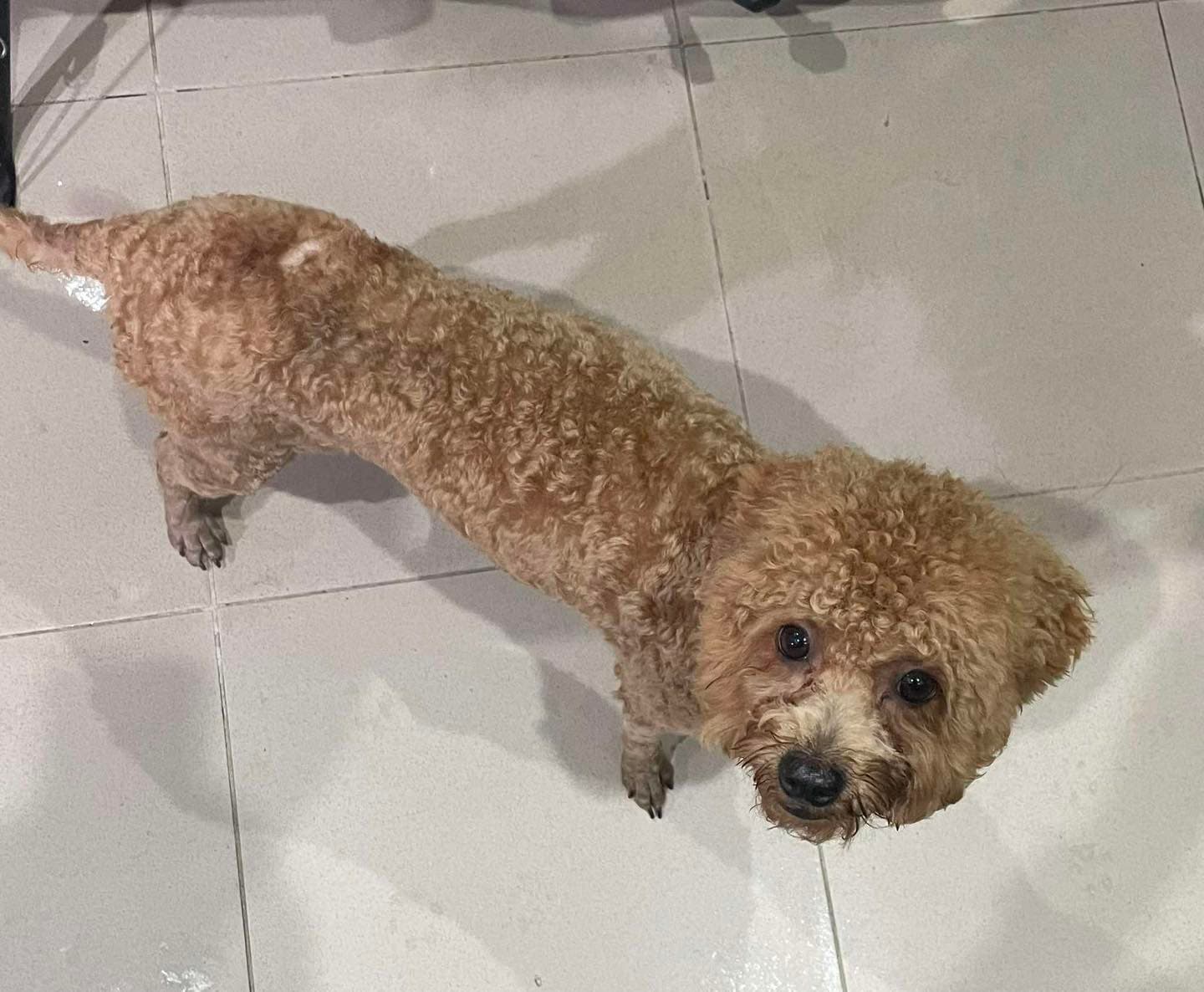 Chó, Chó Poodle (chó săn vịt)