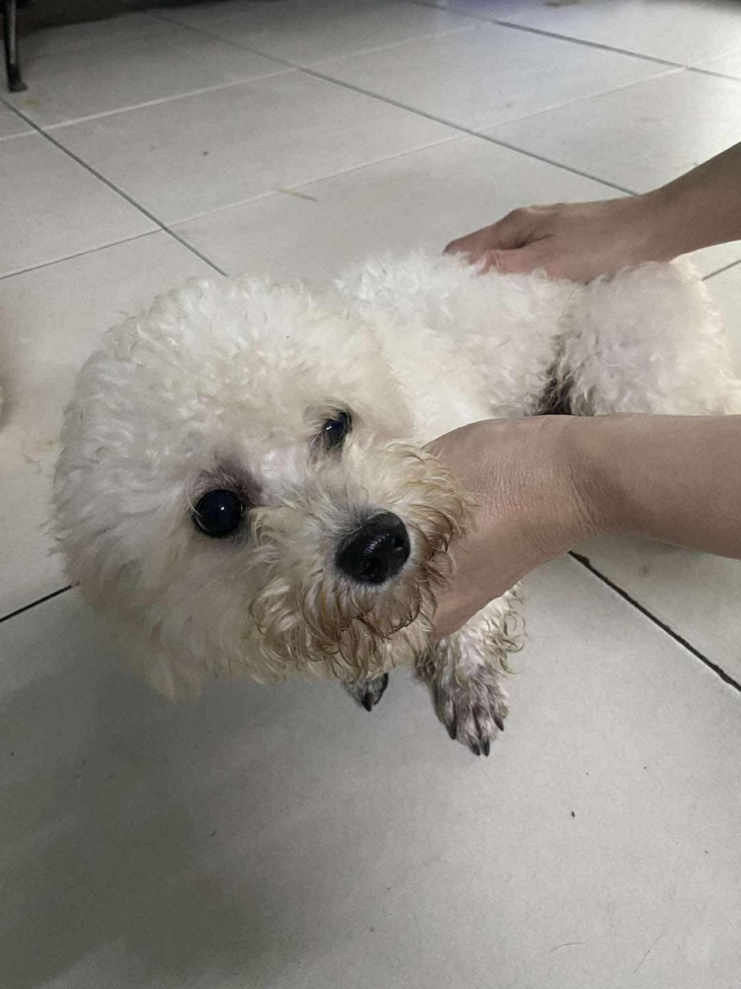 Chó, Chó Poodle (chó săn vịt)
