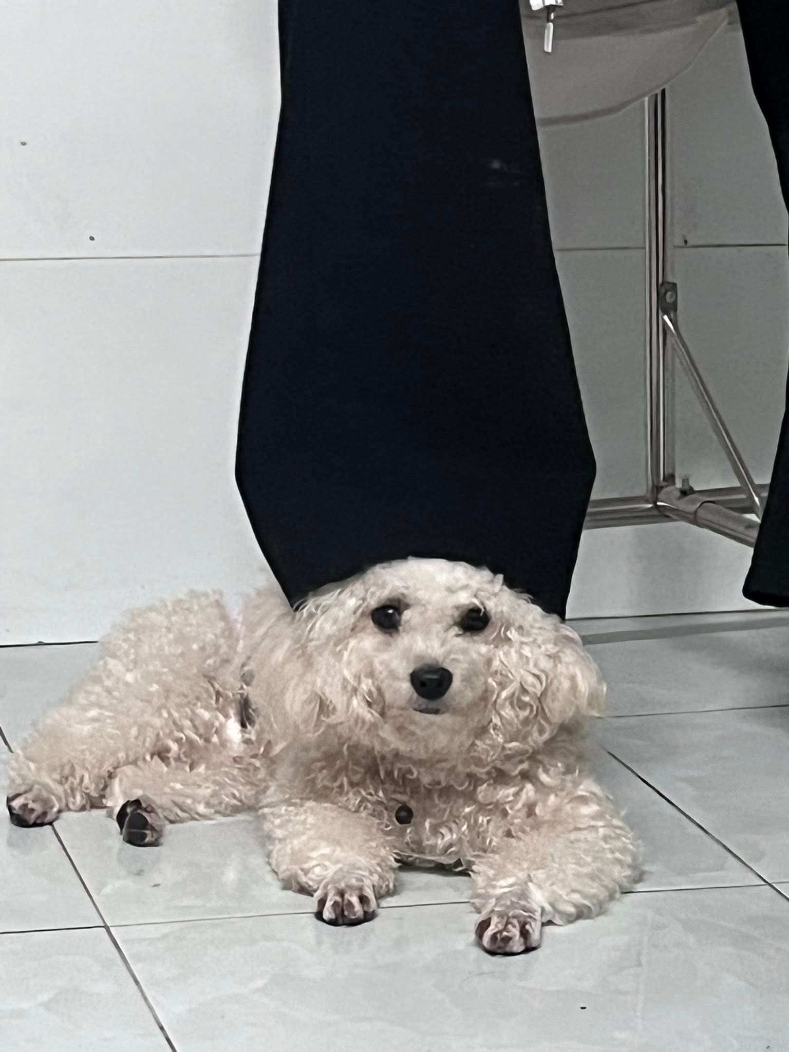 Dừa