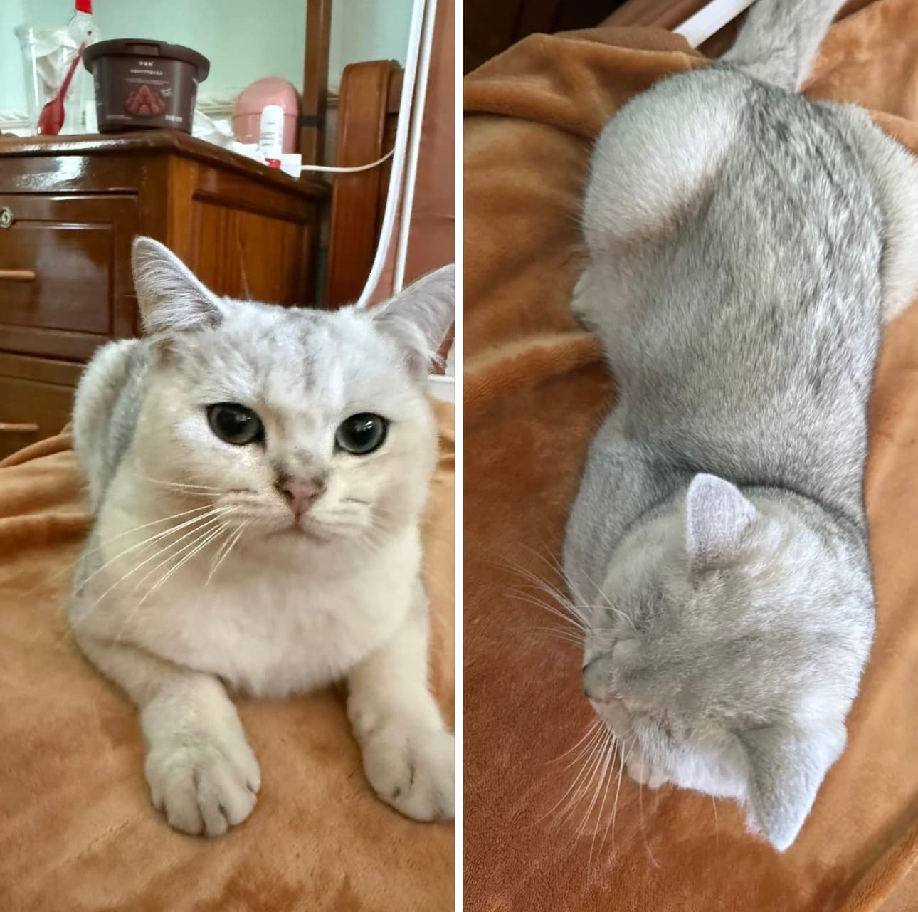 Bột