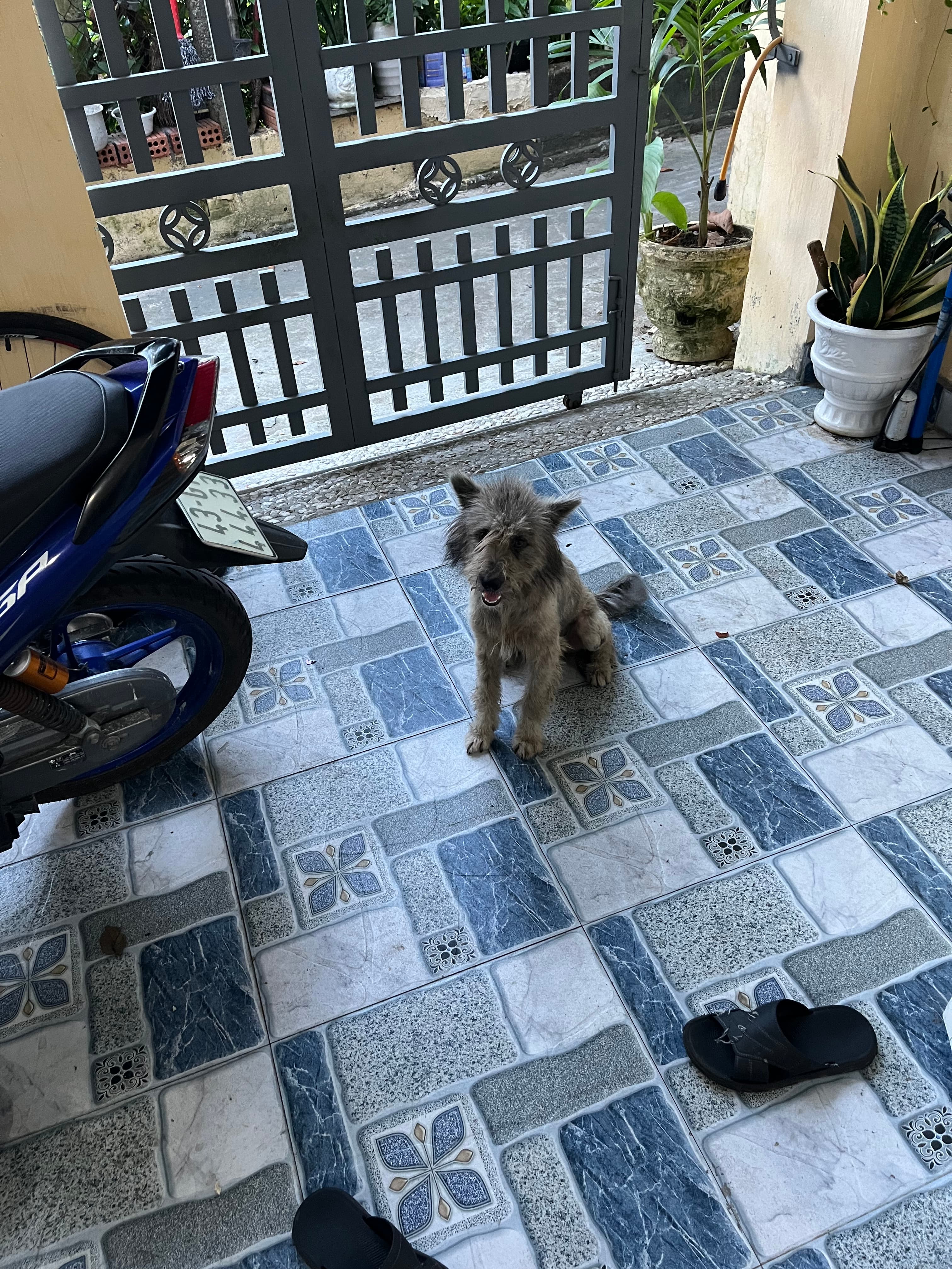 Ván
