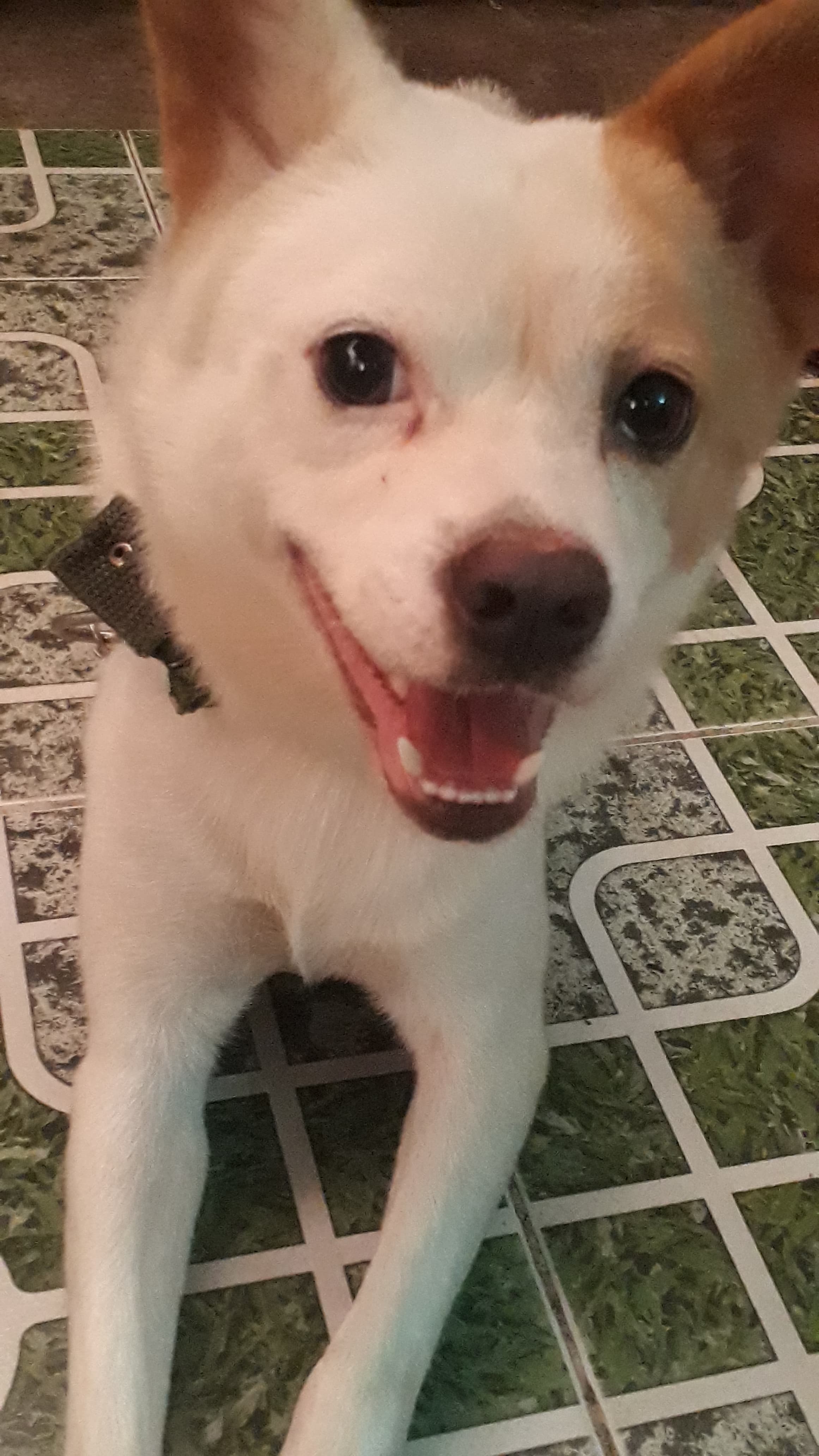 Kun