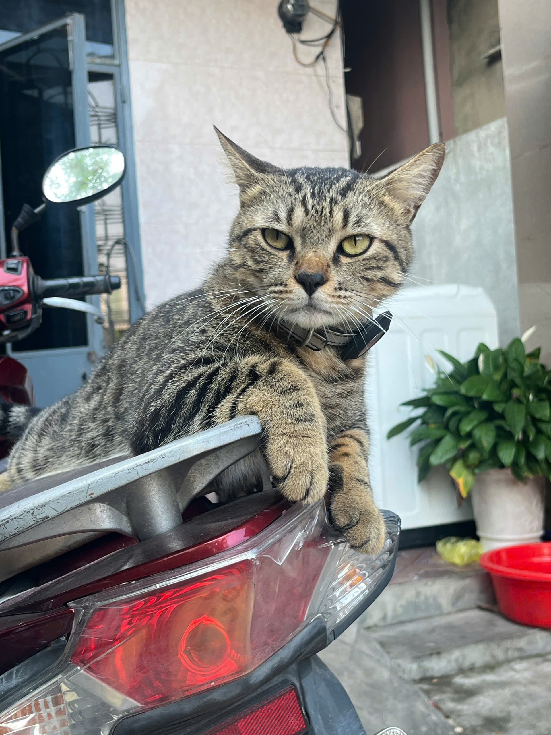 Mập