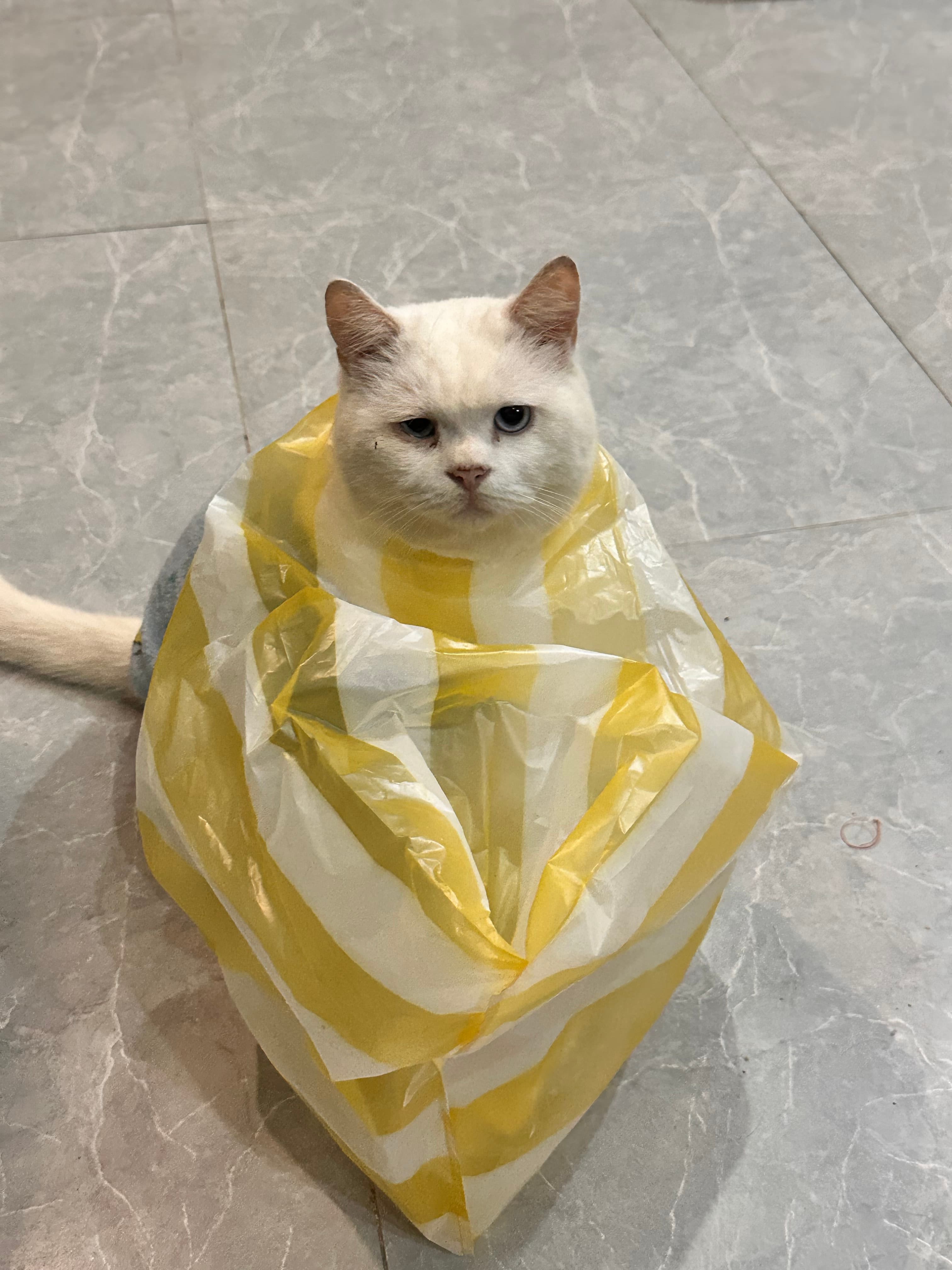 Mập