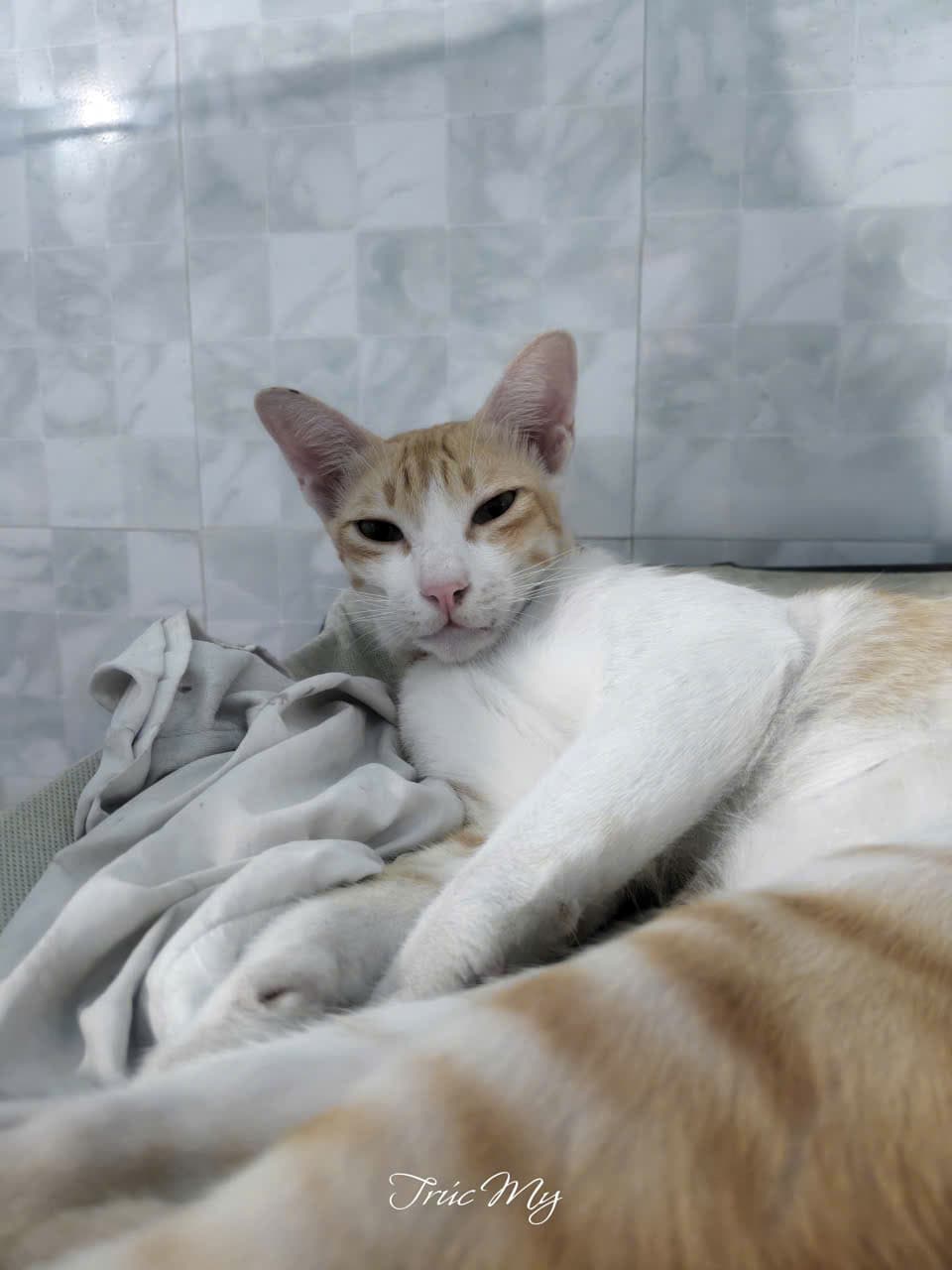 Mi