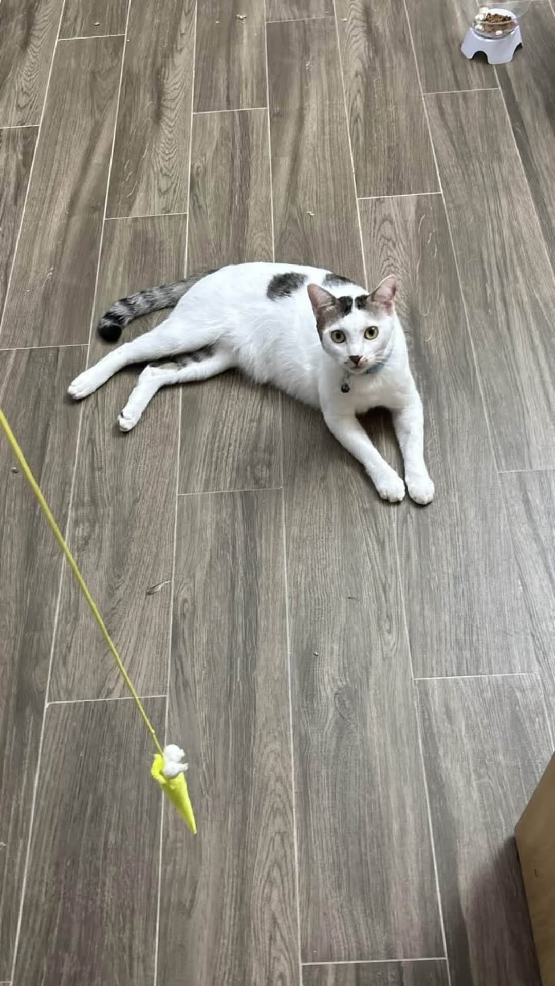 Vịt