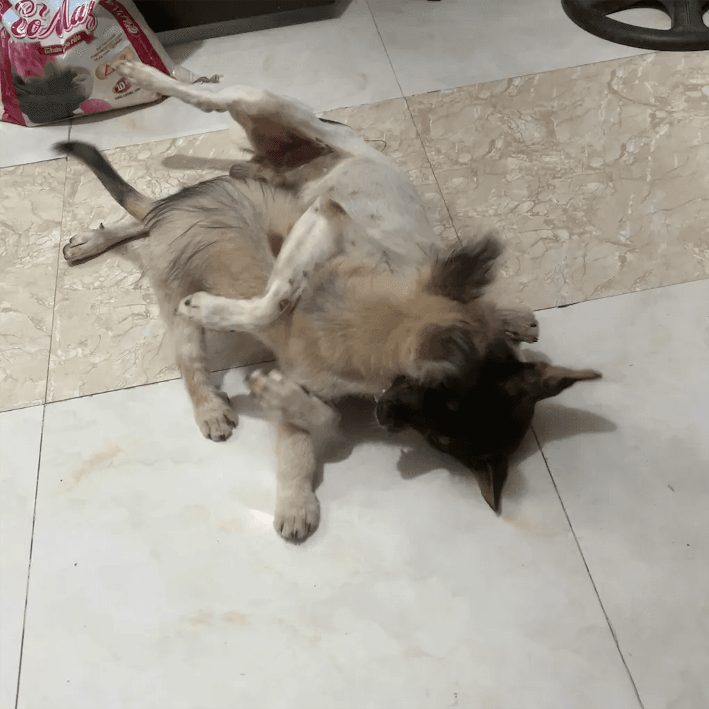 Rốt - Image 1